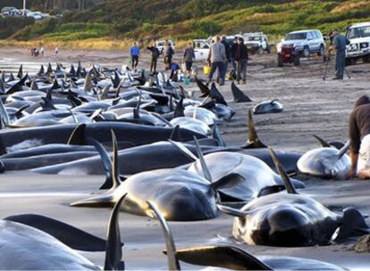 Parte del grupo de ballenas varadas en la isla de King