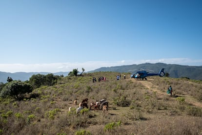 Locust plagues in Kenya