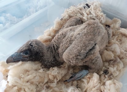 'Pirenaico', uno de los últimos polluelos de quebrantahuesos recuperados en el centro de cría de Cazorla, en Jaén. / JUNTA DE ANDALUCÍA