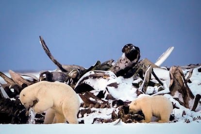 Un oso polar y un cachorro buscan restos de carne en una gran pila de huesos de ballena de Groenlandia que quedaron de la caza de subsistencia de la aldea Kaktovik en Alaska, el 15 de octubre de 2024. 