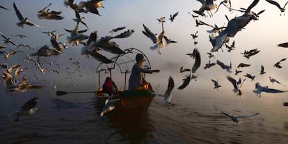 En un hombre indio de de comer a las aves migratorias en el río Narmanda, en Jabalpur.