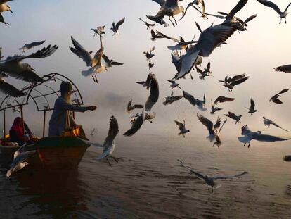 En un hombre indio de de comer a las aves migratorias en el río Narmanda, en Jabalpur.