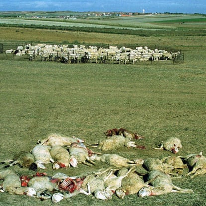 This wolf attack in El Pego (Castilla y León) left 20 sheep dead and nine wounded.