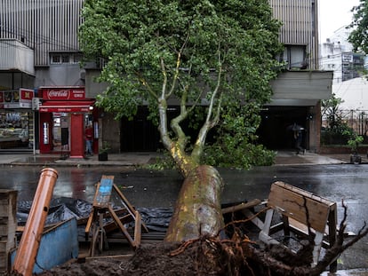 Un árbol caído bloquea una calle bonaerense, el pasado 18 de diciembre.