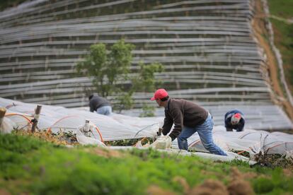 Agricultores de frutilla en las plantaciones de Quilamuta, en San Pedro de Melipilla (Chile)