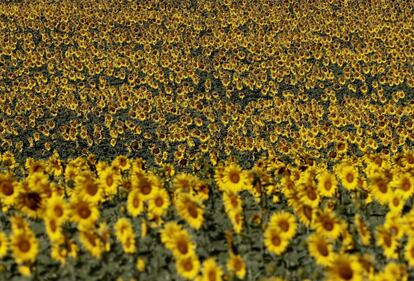 Vista general de una plantación de girasoles en Navarra.