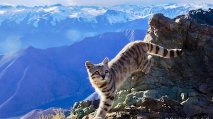 Gato andino fotografiado en 2017 en la región de Coquimbo (Chile).