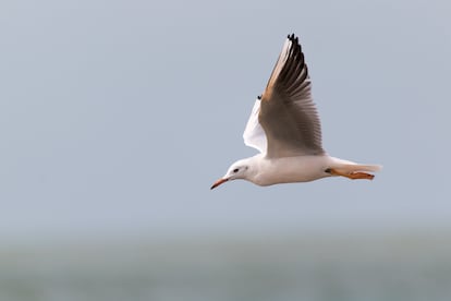 Gaviota picofina ('Chroicocephalus genei') en el parque nacional de Doñana (Huelva).