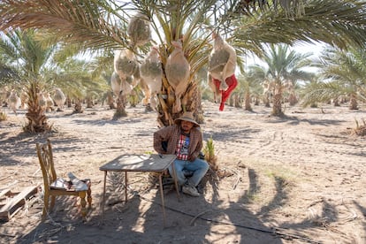 Un cuidador de campos de palmas de dátiles se resguarda del sol.
