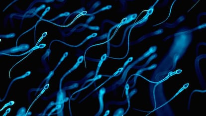 Espermatozoides para fecundar los óvulos.