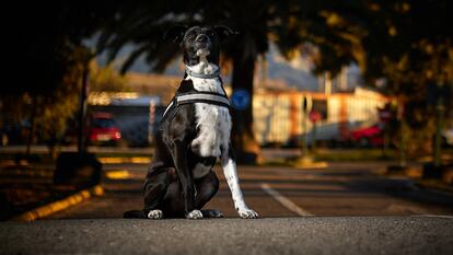 El perro policía 'Hermes', de la unidad canina de la Policía Local de Granada.