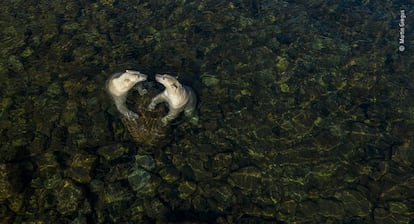 Martin Gregus (Canadá/Eslovaquia) retrata a los osos polares bajo una luz diferente cuando llegan a la orilla en verano. Martin pasó tres semanas en su barco utilizando diversas técnicas para fotografiar a los osos polares alrededor de la bahía de Hudson. Los osos polares son en su mayoría solitarios y, mientras viven en el hielo marino, pueden dispersarse por vastas zonas. Al llegar a tierra en verano, viven principalmente de sus reservas de grasa y, con menos presión para encontrar comida, se vuelven mucho más sociables. Aunque no quiere restar importancia a su difícil situación ante el cambio climático, Martin quería mostrar a los osos polares bajo una luz diferente.