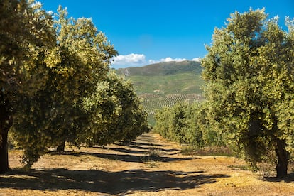 Castillo de Canena tiene 1.500 hectáreas de olivares en Jaén.