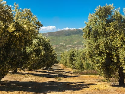 Castillo de Canena tiene 1.500 hectáreas de olivares en Jaén.