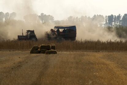 Agricultores trabajando en la recogida de la cosecha de patatas, ayer en la comarca ourensana de A Limia.