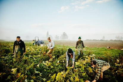 Trabajadores en un cultivo de calabacín ecológico, en una mañana con niebla.