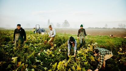 Trabajadores en un cultivo de calabacín ecológico, en una mañana con niebla.