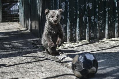 Un osezno llamado Luigi juega con una pelota en el santuario de Arcturos en Nymfaio, en las laderas del monte Vitsi (Grecia).