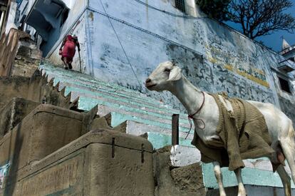 En los 'ghats' de Benarés (la antigua Varanasi, India), series de unos ochenta peldaños que bajan hasta las sagradas aguas del río Ganges, se desarrolla la vida de la ciudad más santa del hinduismo.