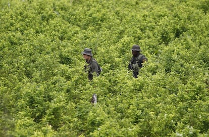 Policías patrullan un cultivo de coca en el sur de Colombia.