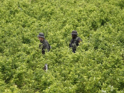  Policías patrullan un cultivo de coca en el sur de Colombia. 