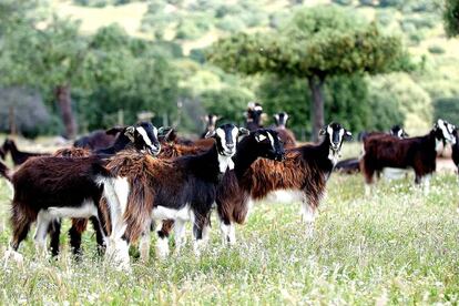 CABRAS DE LA SIERRA DE GUADARRAMA