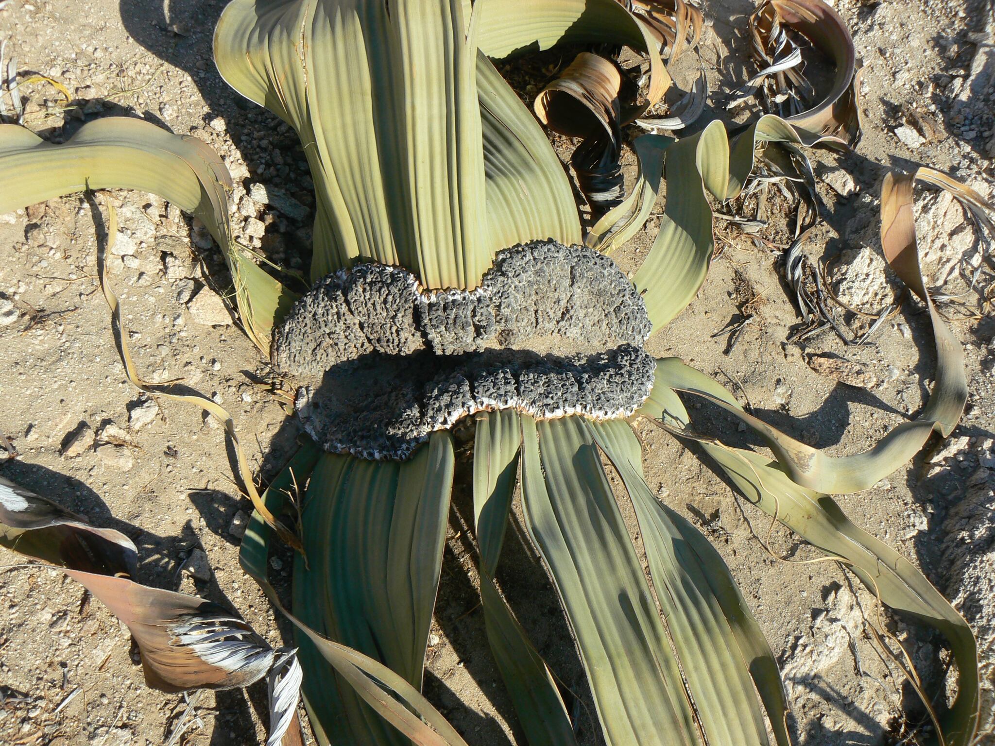 Labios de madera que protegen la zona clave para el crecimiento de una welwitschia