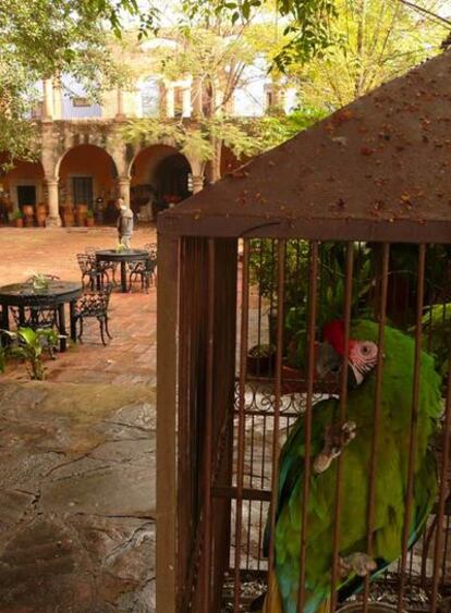 El loro Paco en la Hacienda El Carmen en Ahualulco de Mercado, México