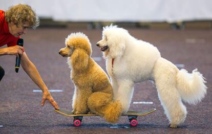 Dos caniches durante la exhibición de perros con pedigrí en Rostock (Alemania), en 2014.