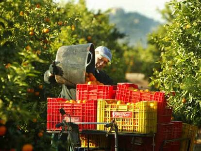 Un trabajador recoge naranjas en un huerto de Vila-Real (Castellón).