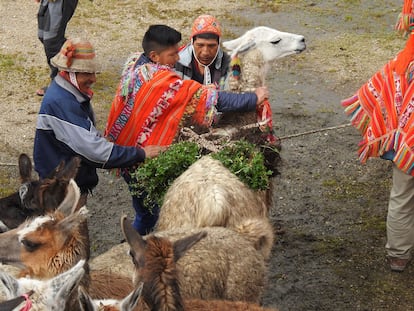 También en Ollantaytambo (Perú), hombres de la comunidad de Rumira Sondormayo cargan el lomo de una llama con queuñas para llevarlos al sitio donde serán plantados.
