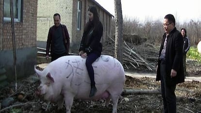 Un visitante a lomos de un cerdo de 750 kilos en la provincia china de Henan.