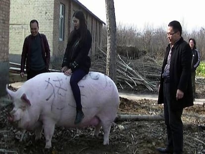 Un visitante a lomos de un cerdo de 750 kilos en la provincia china de Henan.