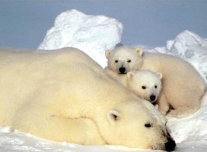 Una osa polar y sus dos oseznos, junto al mar de Beaufort, en Alaska.