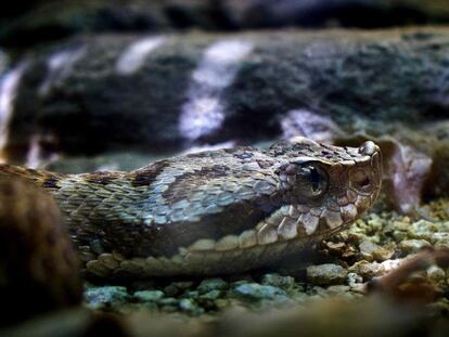 Ejemplar de víbora pirenaica del zoo de Barcelona.