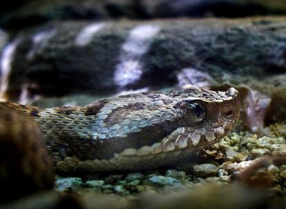 Ejemplar de víbora pirenaica del zoo de Barcelona.