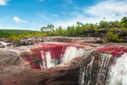 Caño Cristales.