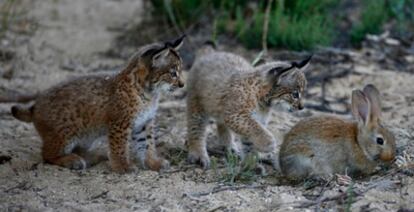 Dos cachorros de lince investigan una liebre.