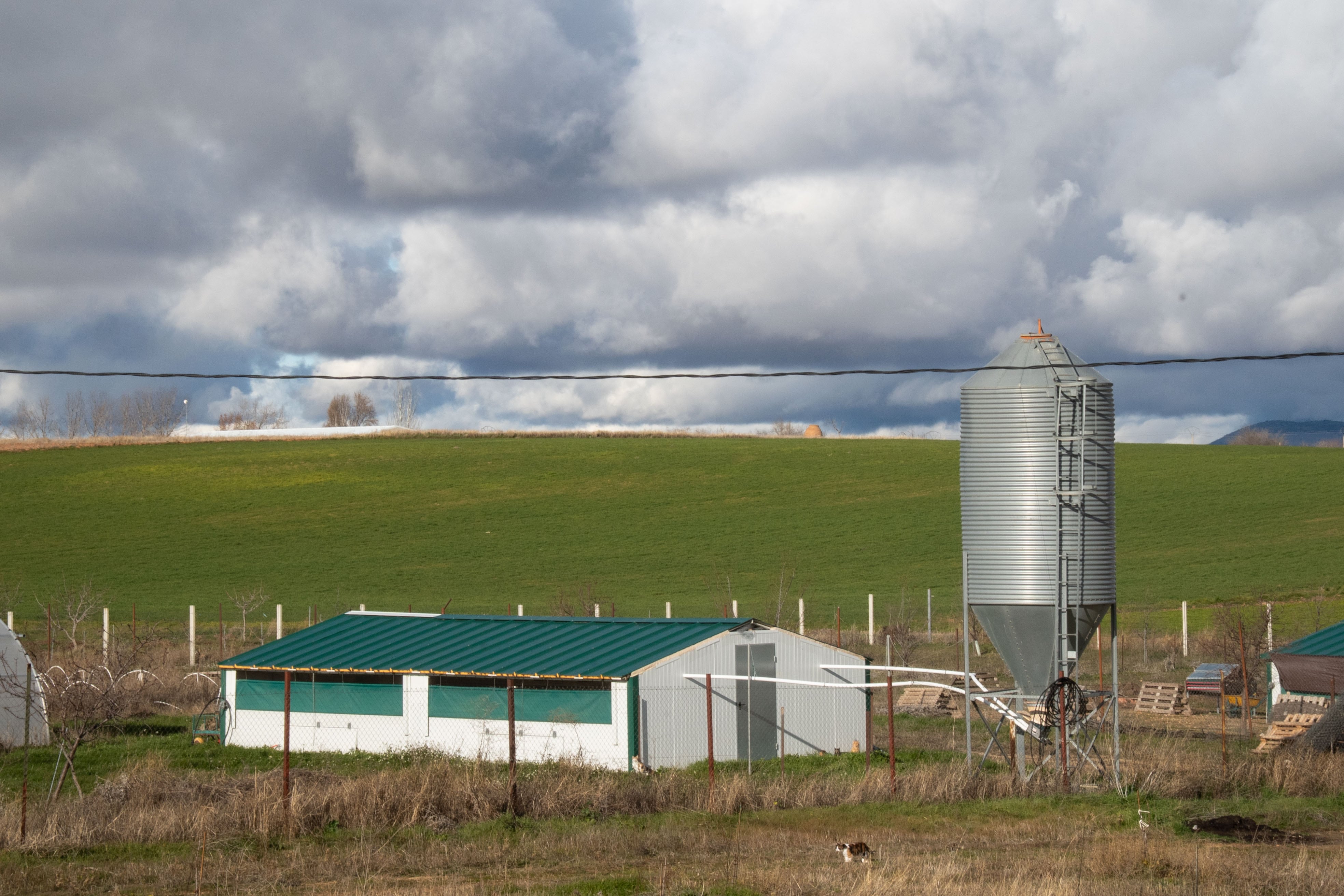 Imagen de la nave de gallinas de la Ecogranja La Pradera, en Orgaz, Toledo, el 16 de enero