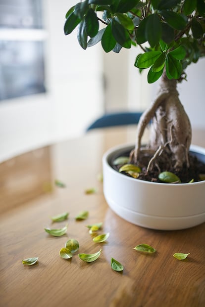 Unas primeras hojas que caen deben alertar a la persona que cuida de la planta, por si hay algo que está haciendo mal.
