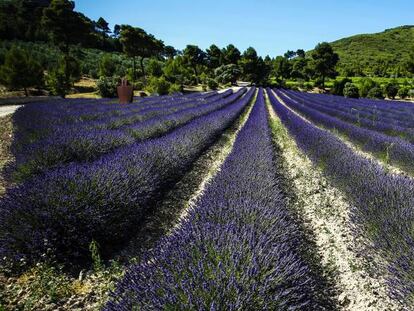 Campo de lavanda pr&oacute;ximo a la Abadia de Pierredon, en la Provenza francesa.