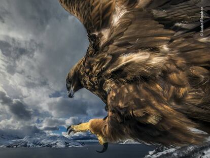 Los ganadores de ‘Wildlife Photographer of the Year’