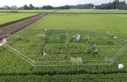 Los experimentos se realizaron en zonas arroceras de China y Japón.