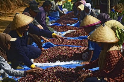 Campesinos recolectan granos de café en Bawen (Indonesia). 