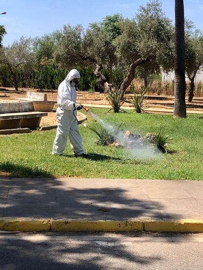 Tareas de fumigación en Almensilla (Sevilla).