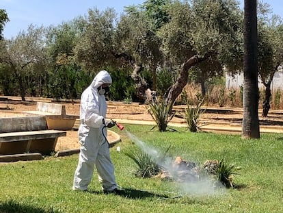 Tareas de fumigación en Almensilla (Sevilla).