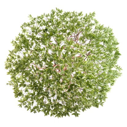 Stewartia ('Stewartia monadelpha'). De origen japonés, es admirado por su corteza anaranjada y la belleza de sus flores en primavera.