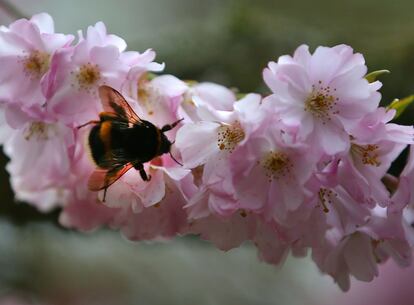 Un abejorro en una flor de cerezo en Bonn, Alemania.