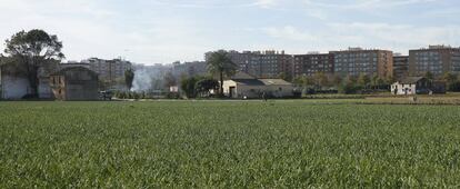 Terrenos de huerta cultivados de Valencia. 