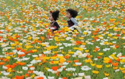 Amapolas en un parque de Tokio, el pasado 30 de abril.